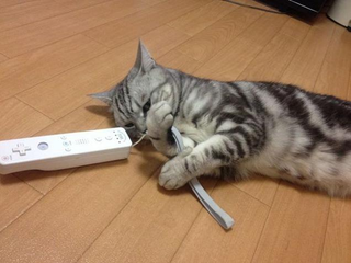 Illustration for article titled Cats Are Very Serious about Video Games